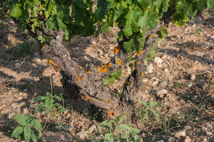 Cepa vieja con líquenes en un viñedo de Galia, en Soria